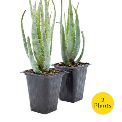 2 Aloe Blue Elf Succulents, Live Plants in 3.5" Cubes (Aloe 'Blue Elf') Compact Flowering Evergreen Succulent with Bright Orange Blooms