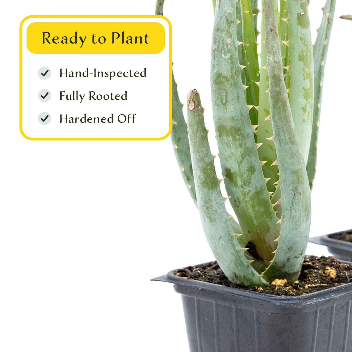 2 Aloe Blue Elf Succulents, Live Plants in 3.5" Cubes (Aloe 'Blue Elf') Compact Flowering Evergreen Succulent with Bright Orange Blooms