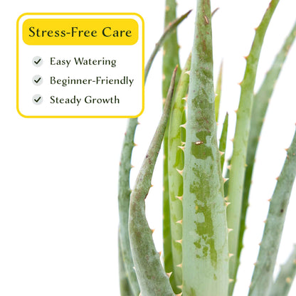 2 Aloe Blue Elf Succulents, Live Plants in 3.5" Cubes (Aloe 'Blue Elf') Compact Flowering Evergreen Succulent with Bright Orange Blooms