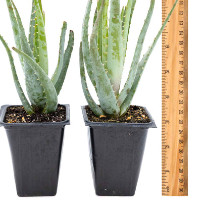 2 Aloe Blue Elf Succulents, Live Plants in 3.5" Cubes (Aloe 'Blue Elf') Compact Flowering Evergreen Succulent with Bright Orange Blooms