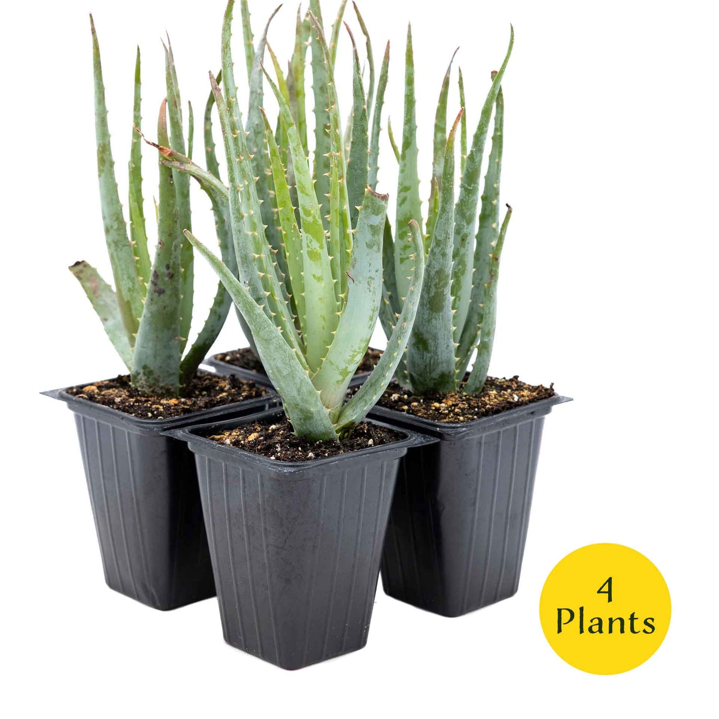 2 Aloe Blue Elf Succulents, Live Plants in 3.5" Cubes (Aloe 'Blue Elf') Compact Flowering Evergreen Succulent with Bright Orange Blooms