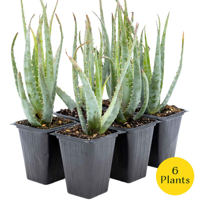 2 Aloe Blue Elf Succulents, Live Plants in 3.5" Cubes (Aloe 'Blue Elf') Compact Flowering Evergreen Succulent with Bright Orange Blooms