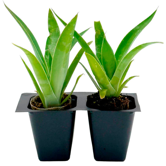 Blue Flame Agave | Live Succulent in 2.5 Inch Nursery Cube | Agave attenuata x shawii-'Blue Flame'