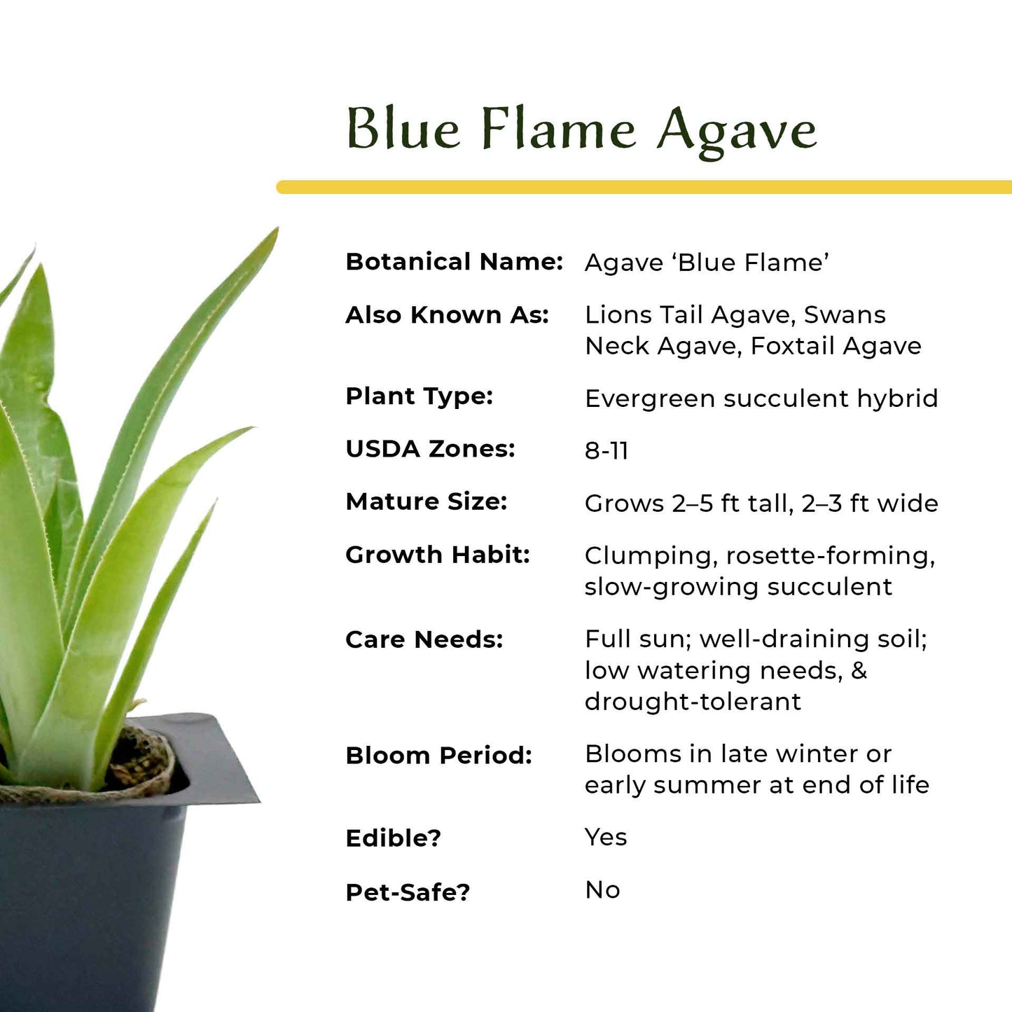 Blue Flame Agave in 2.5” Nursery Cubes (Agave ‘Blue Flame’) | Live Evergreen Succulent Hybrid Plants for Containers, Borders, and Landscapes
