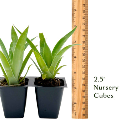 Blue Flame Agave in 2.5” Nursery Cubes (Agave ‘Blue Flame’) | Live Evergreen Succulent Hybrid Plants for Containers, Borders, and Landscapes