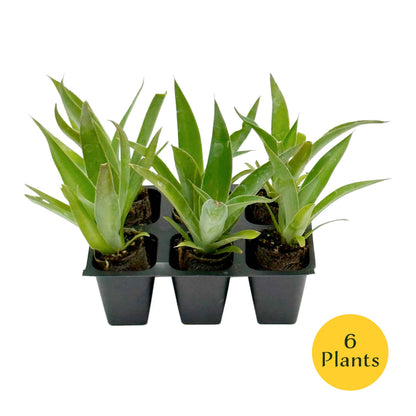Blue Flame Agave in 2.5” Nursery Cubes (Agave ‘Blue Flame’) | Live Evergreen Succulent Hybrid Plants for Containers, Borders, and Landscapes