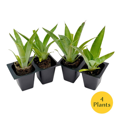 Blue Flame Agave in 2.5” Nursery Cubes (Agave ‘Blue Flame’) | Live Evergreen Succulent Hybrid Plants for Containers, Borders, and Landscapes