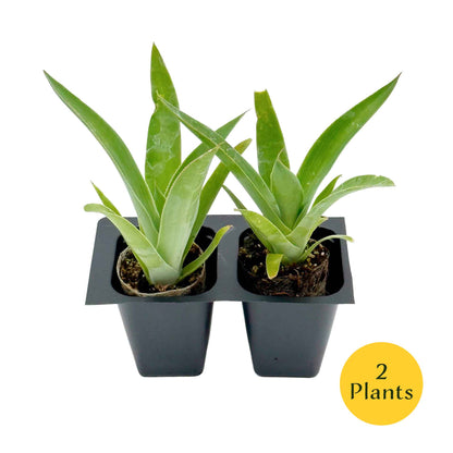 Blue Flame Agave in 2.5” Nursery Cubes (Agave ‘Blue Flame’) | Live Evergreen Succulent Hybrid Plants for Containers, Borders, and Landscapes