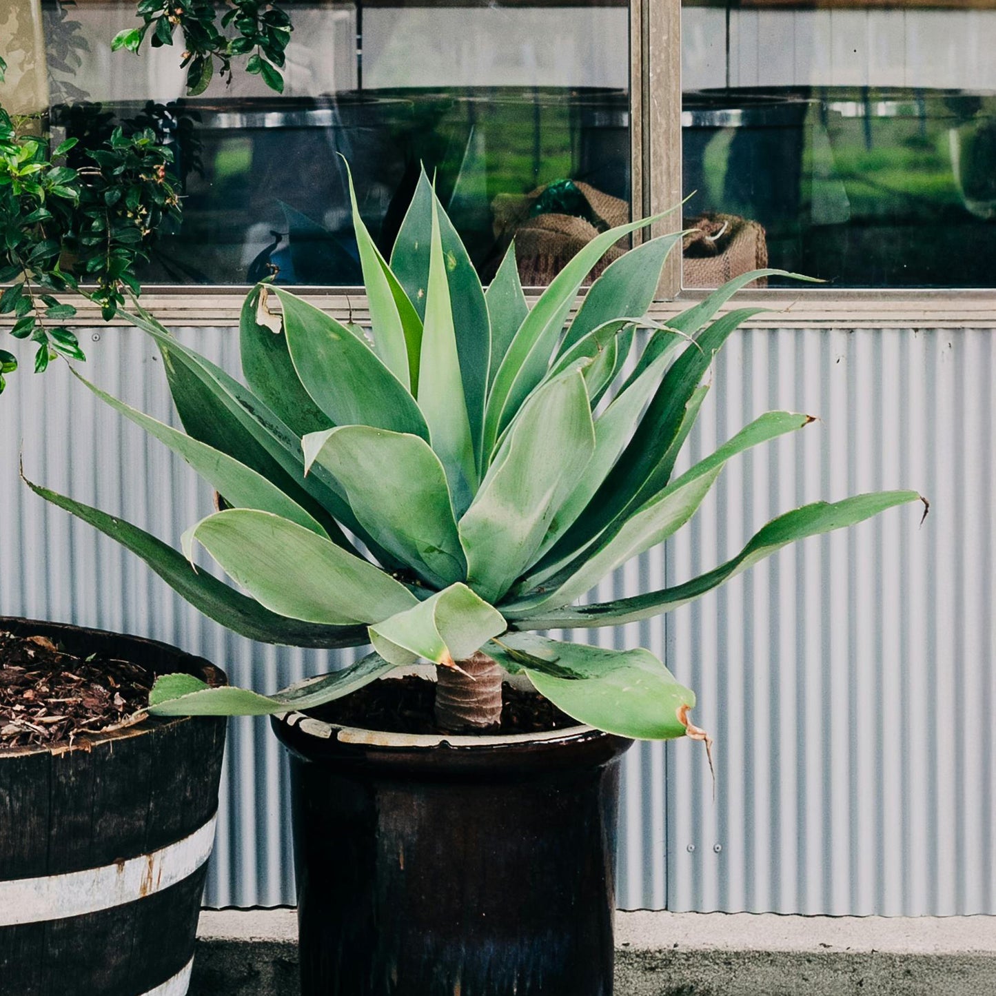 Blue Flame Agave | Live Succulent in 2.5 Inch Nursery Cube | Agave attenuata x shawii-'Blue Flame'