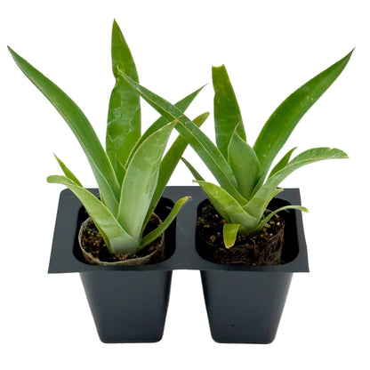 Blue Flame Agave | Live Succulent in 2.5 Inch Nursery Cube | Agave attenuata x shawii-'Blue Flame'