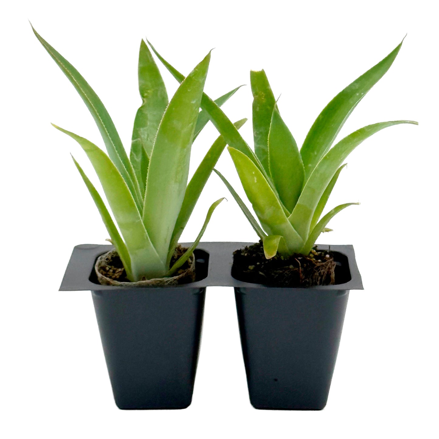 Blue Flame Agave in 2.5” Nursery Cubes (Agave ‘Blue Flame’) | Live Evergreen Succulent Hybrid Plants for Containers, Borders, and Landscapes