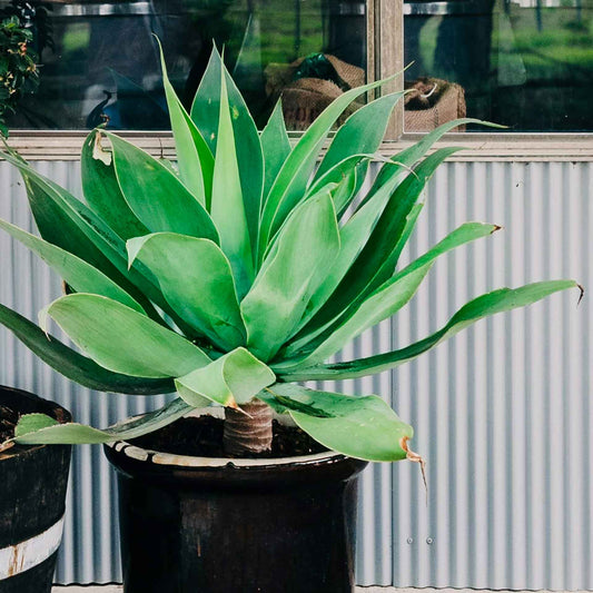 Blue Flame Agave in 2.5” Nursery Cubes (Agave ‘Blue Flame’) | Live Evergreen Succulent Hybrid Plants for Containers, Borders, and Landscapes