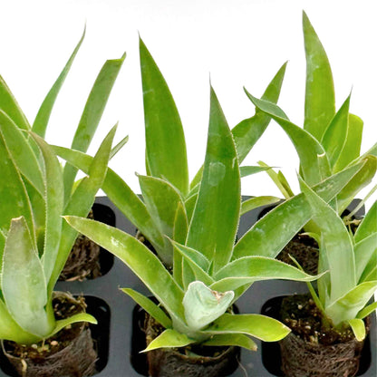 Blue Flame Agave in 2.5” Nursery Cubes (Agave ‘Blue Flame’) | Live Evergreen Succulent Hybrid Plants for Containers, Borders, and Landscapes