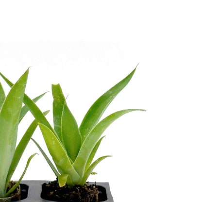 Blue Flame Agave in 2.5” Nursery Cubes (Agave ‘Blue Flame’) | Live Evergreen Succulent Hybrid Plants for Containers, Borders, and Landscapes