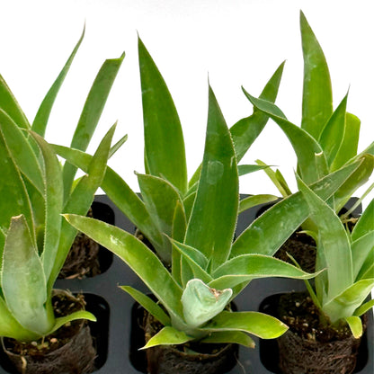 Blue Flame Agave | Live Succulent in 2.5 Inch Nursery Cube | Agave attenuata x shawii-'Blue Flame'