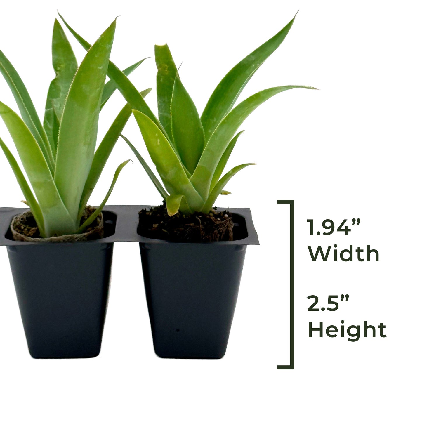 Blue Flame Agave | Live Succulent in 2.5 Inch Nursery Cube | Agave attenuata x shawii-'Blue Flame'