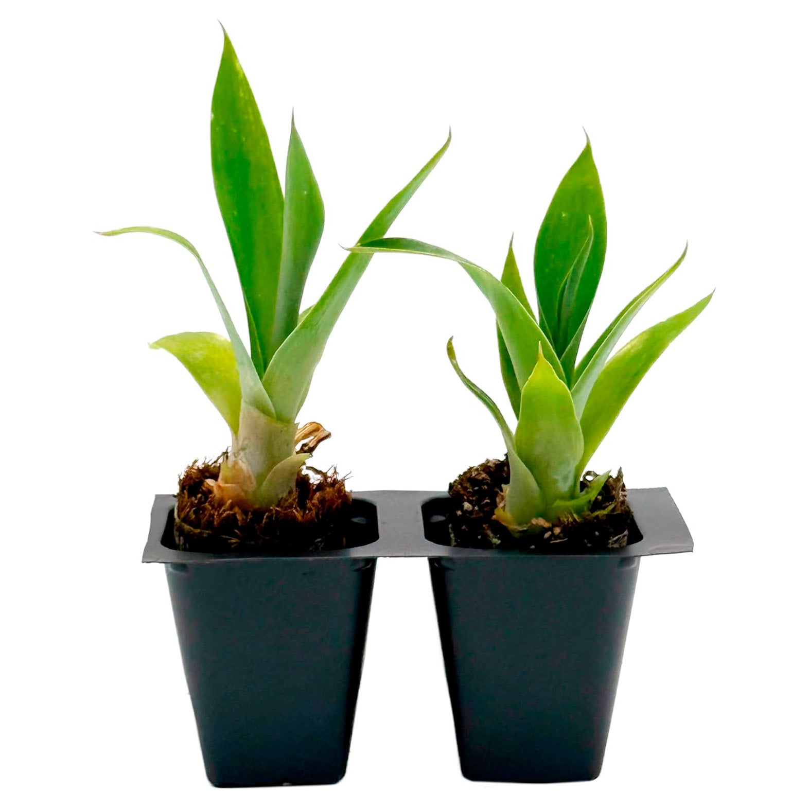 Blue Fox Tail Agave | Live Succulent in 2.5 Inch Nursery Cube | Agave attenuata 'Boutin Blue'
