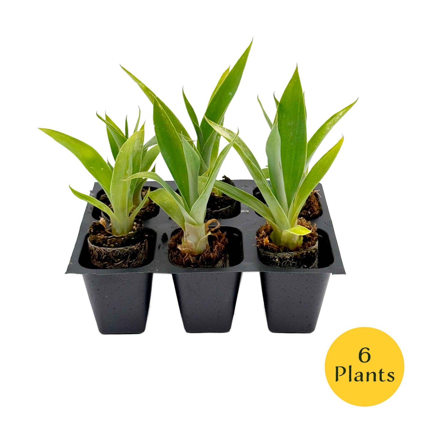 Blue Fox Tail Agave in 2.5” Nursery Cubes (Agave attenuata 'Boutin Blue') | Evergreen Spineless Succulent for Pots, Borders, and Landscapes