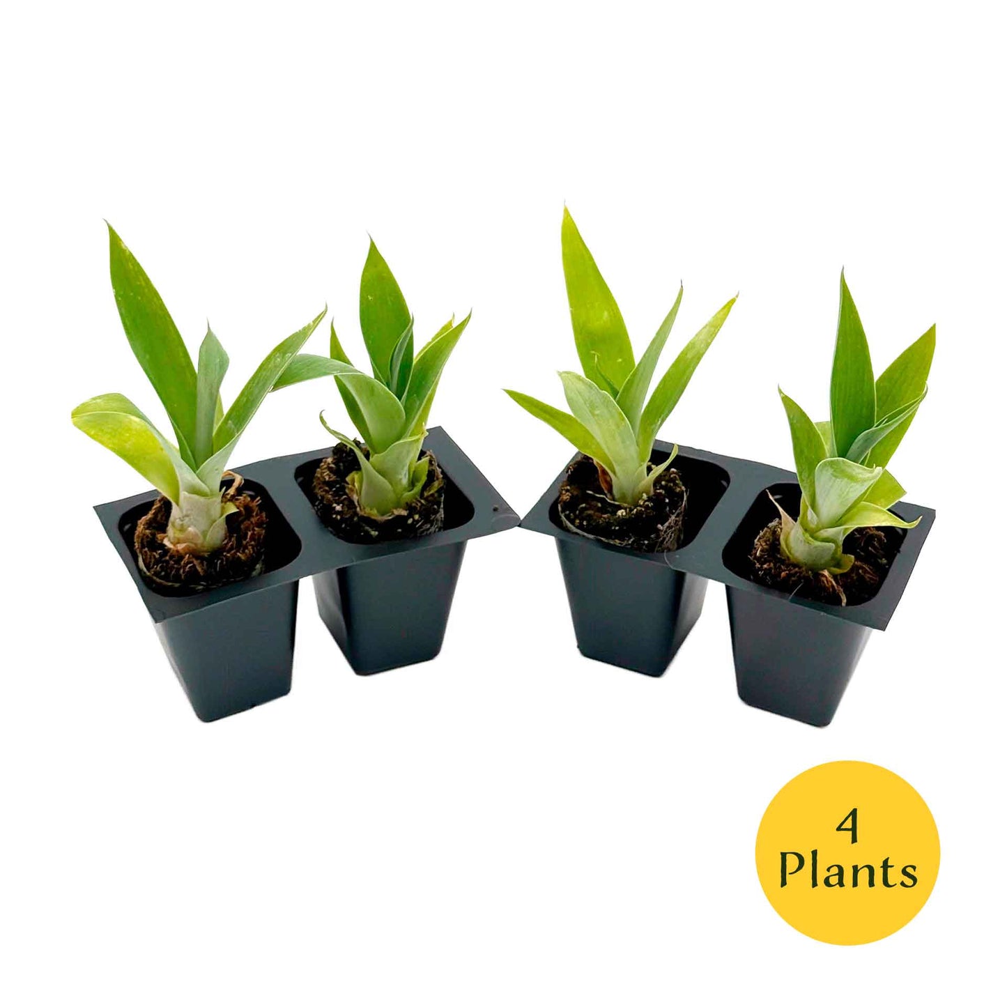 Blue Fox Tail Agave in 2.5” Nursery Cubes (Agave attenuata 'Boutin Blue') | Evergreen Spineless Succulent for Pots, Borders, and Landscapes