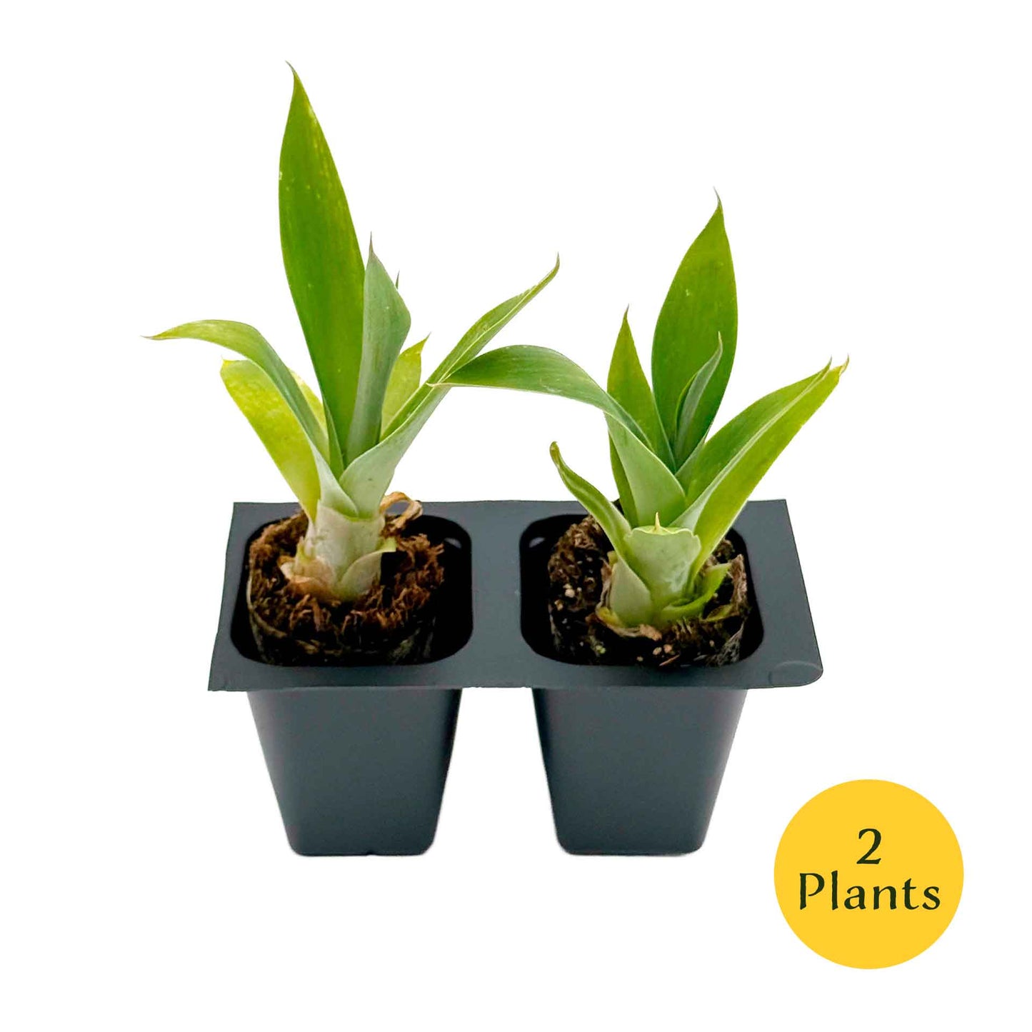 Blue Fox Tail Agave in 2.5” Nursery Cubes (Agave attenuata 'Boutin Blue') | Evergreen Spineless Succulent for Pots, Borders, and Landscapes