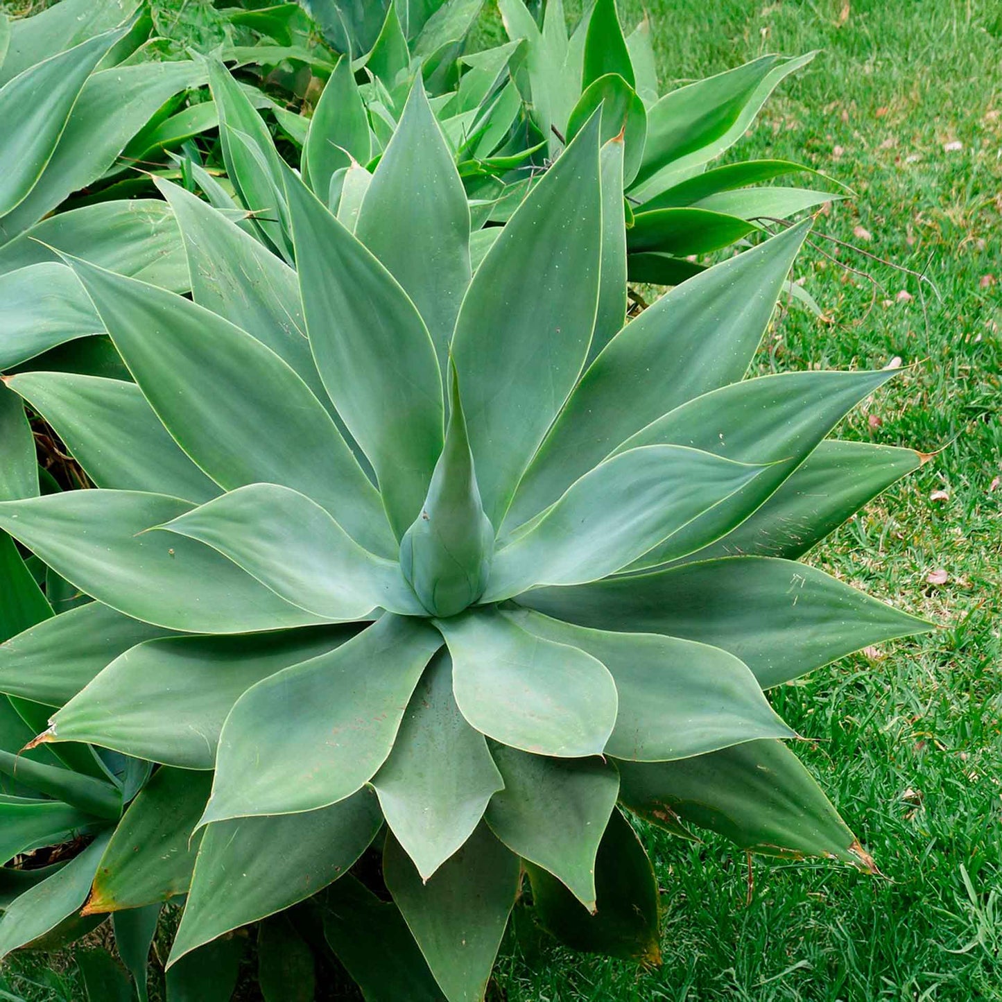 Blue Fox Tail Agave in 2.5” Nursery Cubes (Agave attenuata 'Boutin Blue') | Evergreen Spineless Succulent for Pots, Borders, and Landscapes