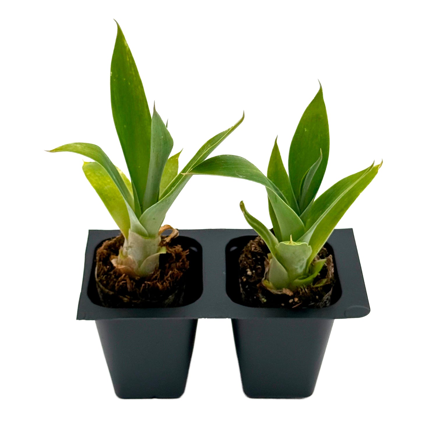 Blue Fox Tail Agave | Live Succulent in 2.5 Inch Nursery Cube | Agave attenuata 'Boutin Blue'