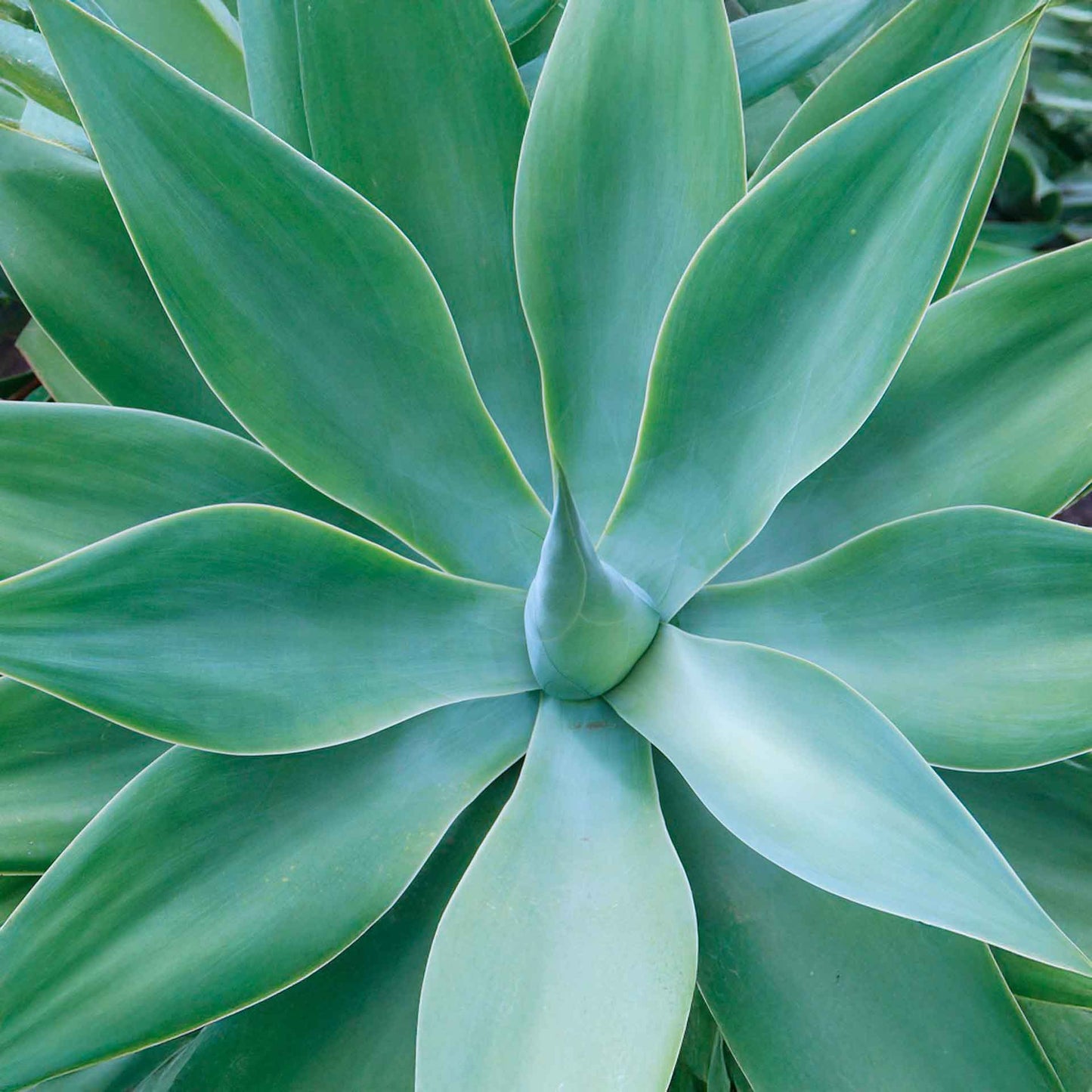 Blue Fox Tail Agave in 2.5” Nursery Cubes (Agave attenuata 'Boutin Blue') | Evergreen Spineless Succulent for Pots, Borders, and Landscapes