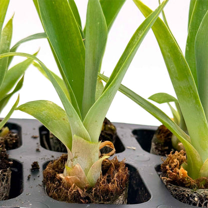 Blue Fox Tail Agave in 2.5” Nursery Cubes (Agave attenuata 'Boutin Blue') | Evergreen Spineless Succulent for Pots, Borders, and Landscapes