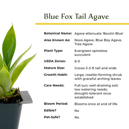 Blue Fox Tail Agave in 2.5” Nursery Cubes (Agave attenuata 'Boutin Blue') | Evergreen Spineless Succulent for Pots, Borders, and Landscapes