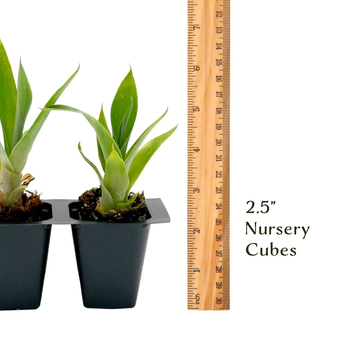 Blue Fox Tail Agave in 2.5” Nursery Cubes (Agave attenuata 'Boutin Blue') | Evergreen Spineless Succulent for Pots, Borders, and Landscapes