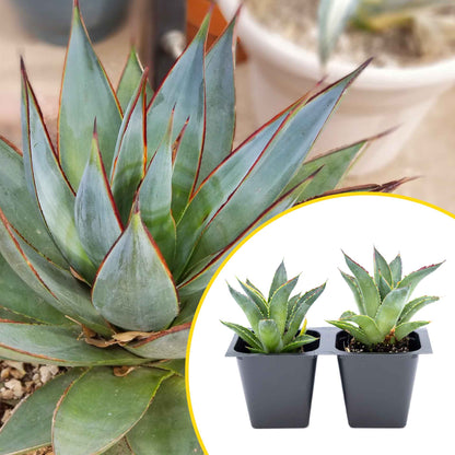 2 Blue Glow Agave, Live Plants in 3.5" Cubes (Agave 'Blue Glow') Evergreen Succulent with Architectural Blue-Green Foliage and Red Edging