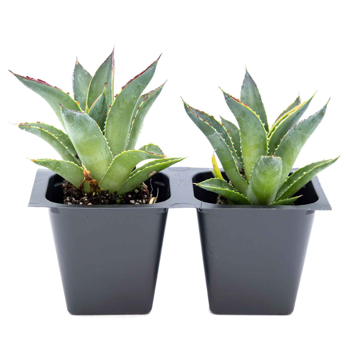 2 Blue Glow Agave, Live Plants in 3.5" Cubes (Agave 'Blue Glow') Evergreen Succulent with Architectural Blue-Green Foliage and Red Edging