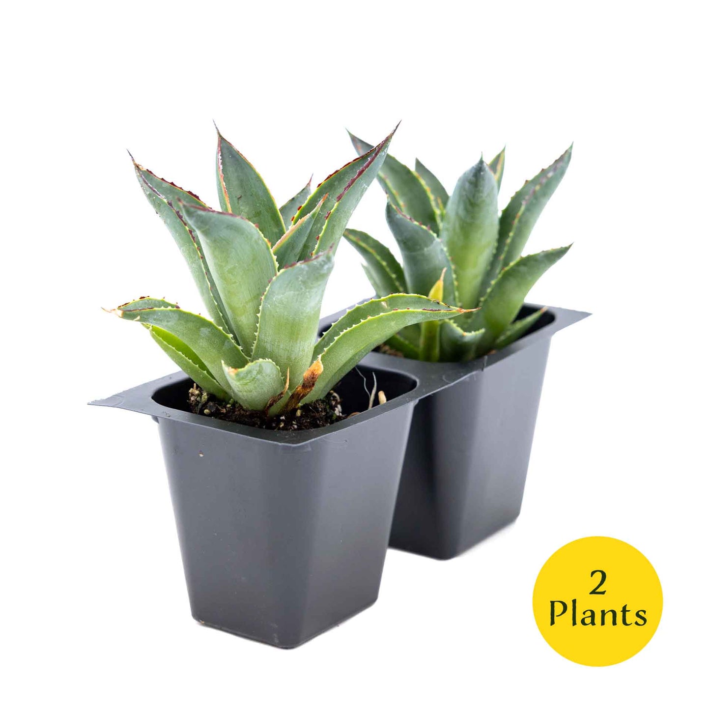 2 Blue Glow Agave, Live Plants in 3.5" Cubes (Agave 'Blue Glow') Evergreen Succulent with Architectural Blue-Green Foliage and Red Edging