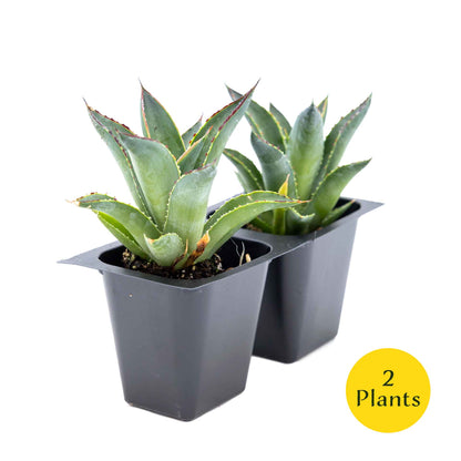 2 Blue Glow Agave, Live Plants in 3.5" Cubes (Agave 'Blue Glow') Evergreen Succulent with Architectural Blue-Green Foliage and Red Edging