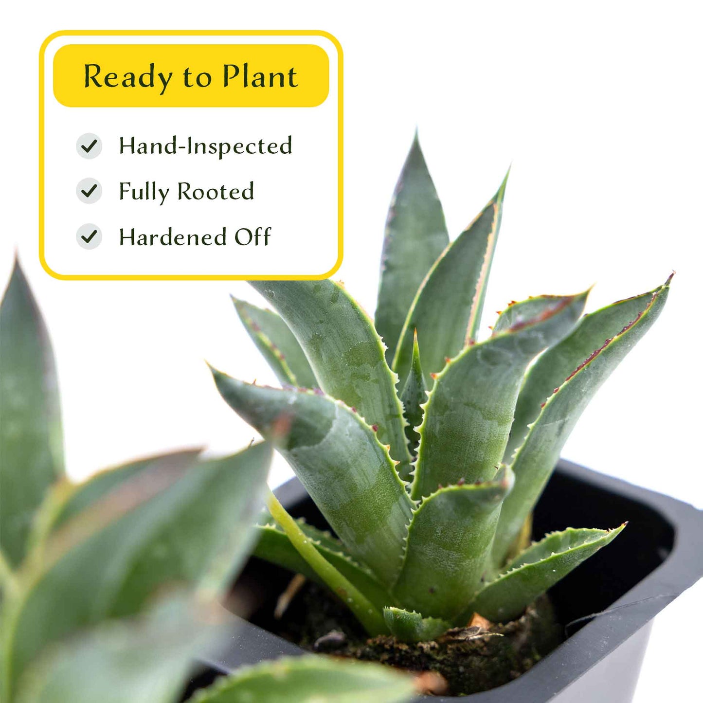 2 Blue Glow Agave, Live Plants in 3.5" Cubes (Agave 'Blue Glow') Evergreen Succulent with Architectural Blue-Green Foliage and Red Edging