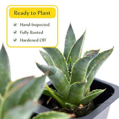 2 Blue Glow Agave, Live Plants in 3.5" Cubes (Agave 'Blue Glow') Evergreen Succulent with Architectural Blue-Green Foliage and Red Edging