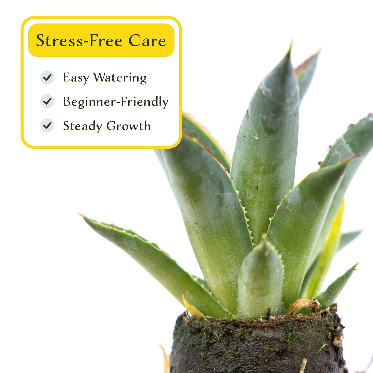 2 Blue Glow Agave, Live Plants in 3.5" Cubes (Agave 'Blue Glow') Evergreen Succulent with Architectural Blue-Green Foliage and Red Edging