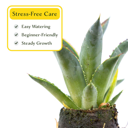 2 Blue Glow Agave, Live Plants in 3.5" Cubes (Agave 'Blue Glow') Evergreen Succulent with Architectural Blue-Green Foliage and Red Edging