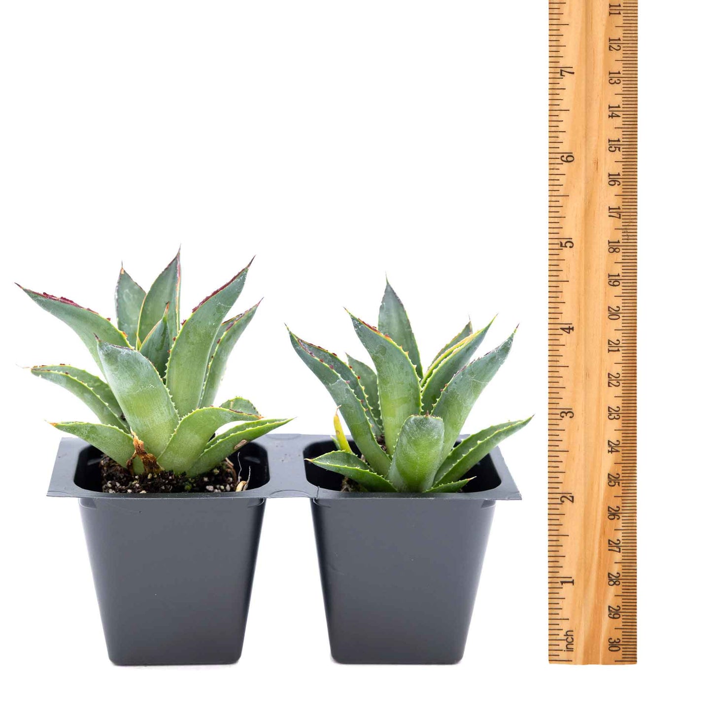 2 Blue Glow Agave, Live Plants in 3.5" Cubes (Agave 'Blue Glow') Evergreen Succulent with Architectural Blue-Green Foliage and Red Edging
