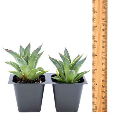 2 Blue Glow Agave, Live Plants in 3.5" Cubes (Agave 'Blue Glow') Evergreen Succulent with Architectural Blue-Green Foliage and Red Edging