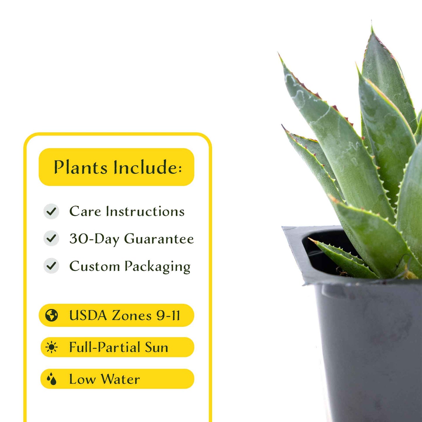 2 Blue Glow Agave, Live Plants in 3.5" Cubes (Agave 'Blue Glow') Evergreen Succulent with Architectural Blue-Green Foliage and Red Edging
