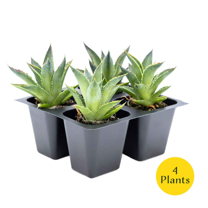 2 Blue Glow Agave, Live Plants in 3.5" Cubes (Agave 'Blue Glow') Evergreen Succulent with Architectural Blue-Green Foliage and Red Edging