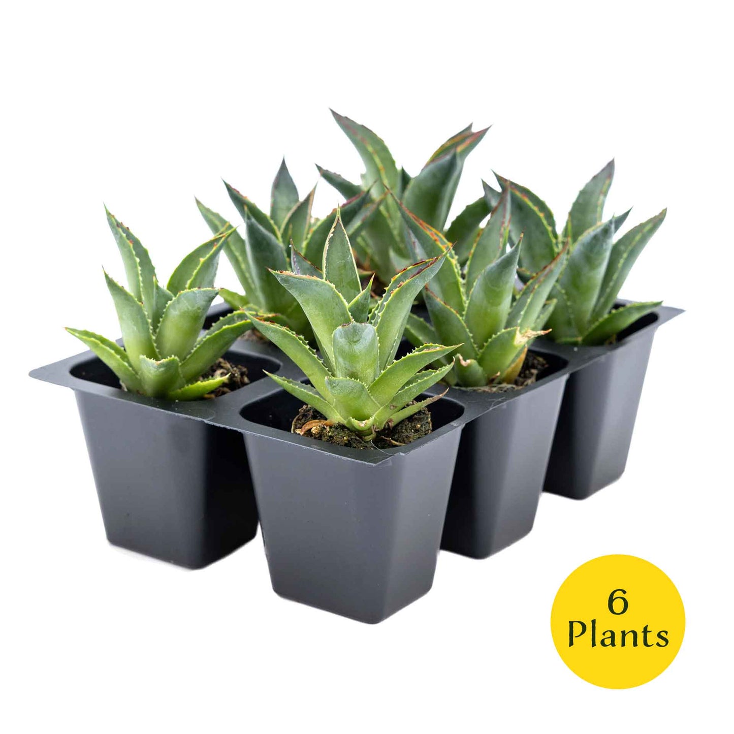 2 Blue Glow Agave, Live Plants in 3.5" Cubes (Agave 'Blue Glow') Evergreen Succulent with Architectural Blue-Green Foliage and Red Edging