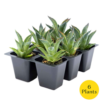 2 Blue Glow Agave, Live Plants in 3.5" Cubes (Agave 'Blue Glow') Evergreen Succulent with Architectural Blue-Green Foliage and Red Edging