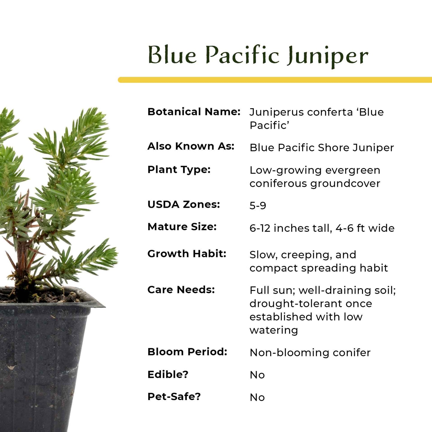 Blue Pacific Juniper in 3.5” Nursery Cubes (Juniperus conferta ‘Blue Pacific’)