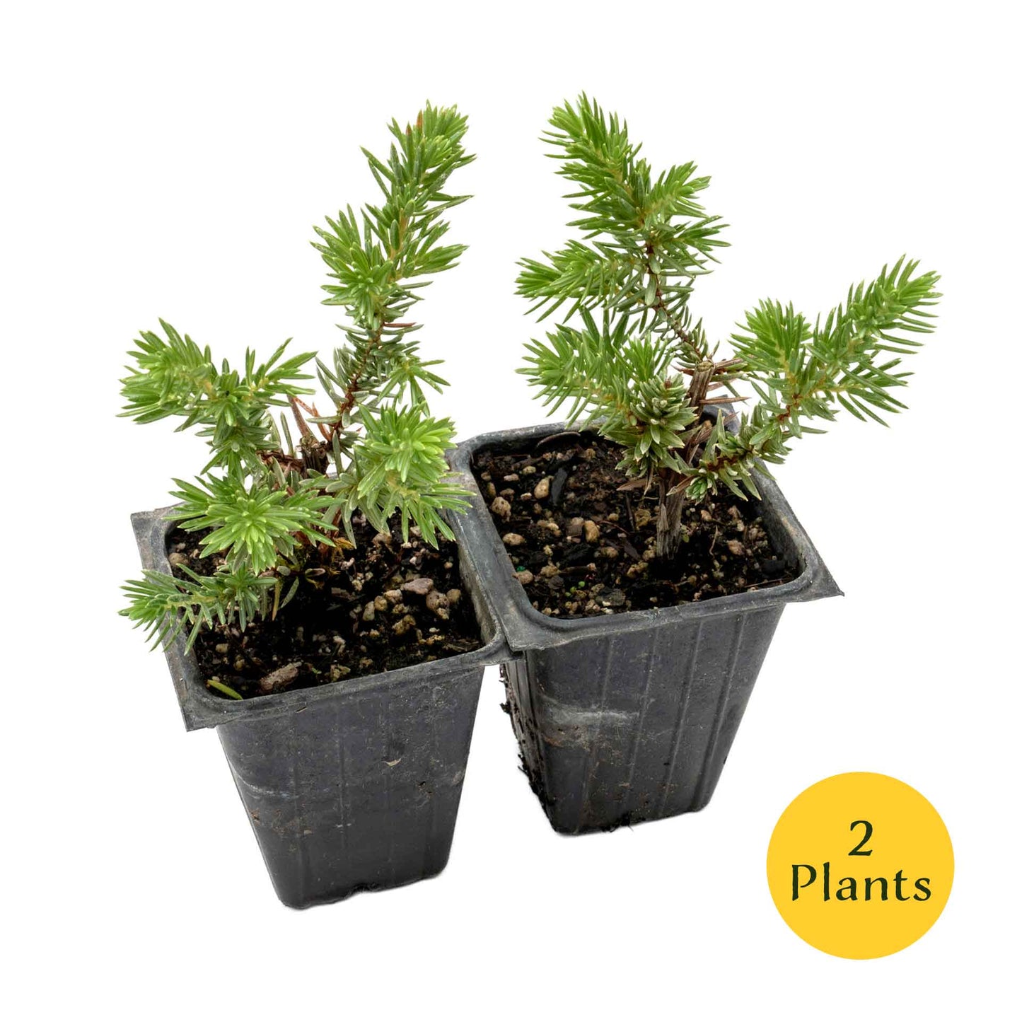 Blue Pacific Juniper in 3.5” Nursery Cubes (Juniperus conferta ‘Blue Pacific’)