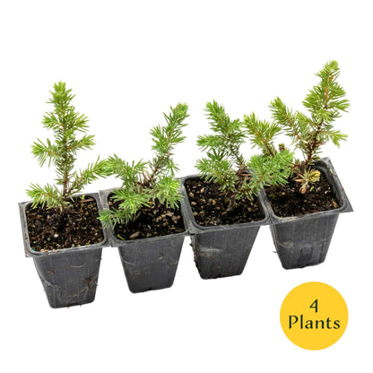 Blue Pacific Juniper in 3.5” Nursery Cubes (Juniperus conferta ‘Blue Pacific’)