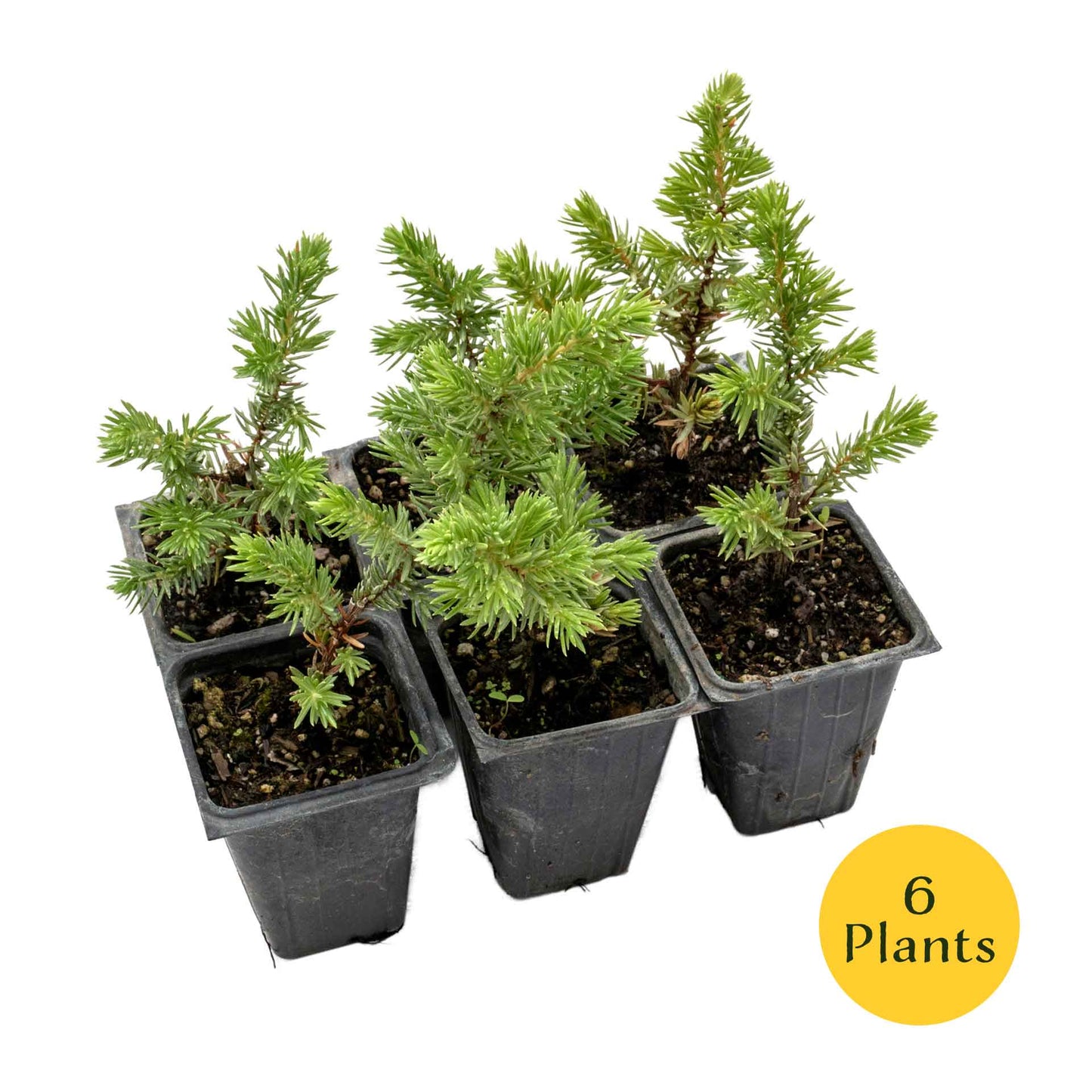 Blue Pacific Juniper in 3.5” Nursery Cubes (Juniperus conferta ‘Blue Pacific’)