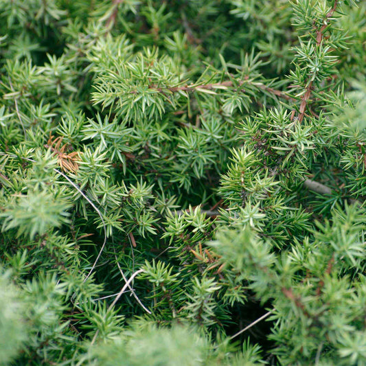 Blue Pacific Juniper in 3.5” Nursery Cubes (Juniperus conferta ‘Blue Pacific’)