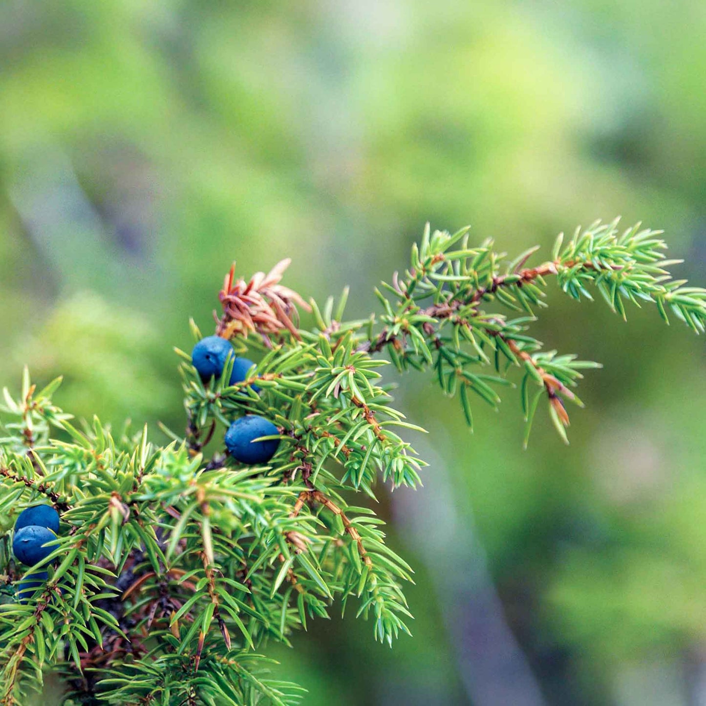 Blue Pacific Juniper in 3.5” Nursery Cubes (Juniperus conferta ‘Blue Pacific’)
